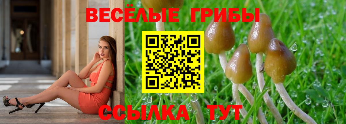 Псилоцибиновые грибы Psilocybe Заринск